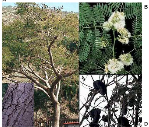 Figura 1. Enterolobium contotirsiliquum. A) Árvore; B) Folhas e flores;C) Tronco; D)Legumes