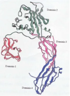 Figura  2.  Estrutura  terciária  da  proaerosilina.  Em  destaque  os  4   domínios, as duas fitas ß e a torção de 180 das fitas antiparalelas