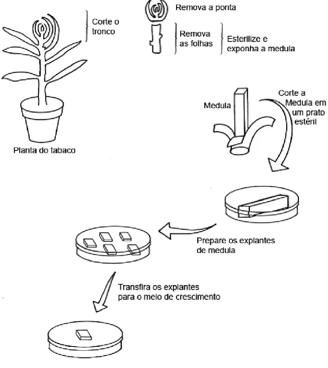 Figura 4. Formação de calos vegetais utilizando explantes de tabaco (Nicotiana  tabacum) (Adaptado de  Bottino, 1981)