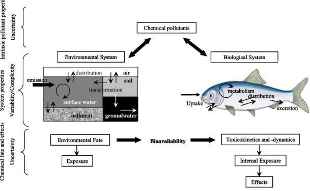 Figure 1. Pollutant input, distribution and fate in an environmental and biological system