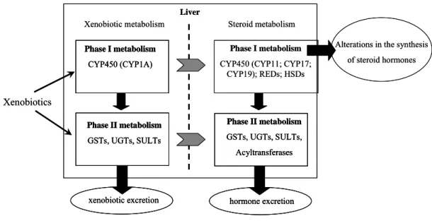 Figure 4. Scheme illustrating the common metabolic pathways for xenobiotic and endogenous  steroid metabolism