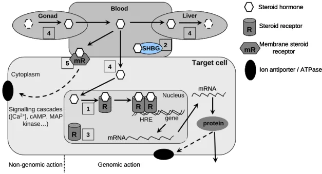 Figure 6. Schematic diagram depicting several key steps in steroid hormone action that may be  sensitive to disruption by environmental chemicals