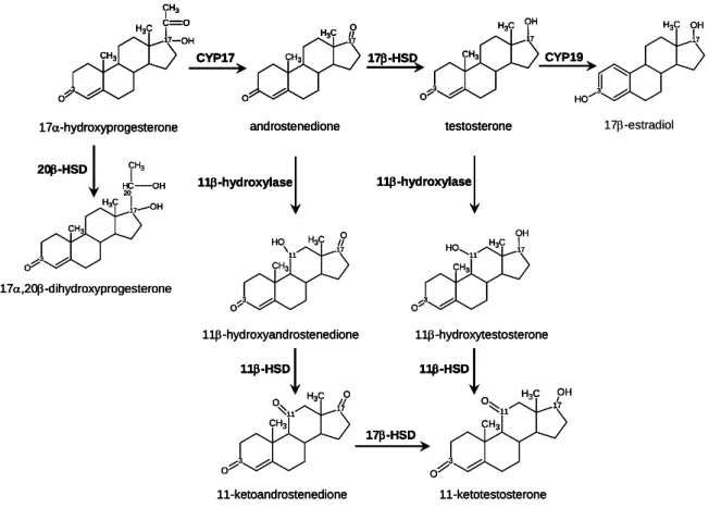 Figure 7. Sex steroid biosynthesis pathway in teleost fish. CYP17: C17,20-lyase (cleavage  P450c17); HSD: hydroxysteroid-dehydrogenases; CYP19: P450 aromatase; 11β-hydroxylase  (CYP11B)