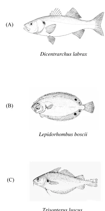 Figure 8. Selected species (pictures obtained from FishBase) 