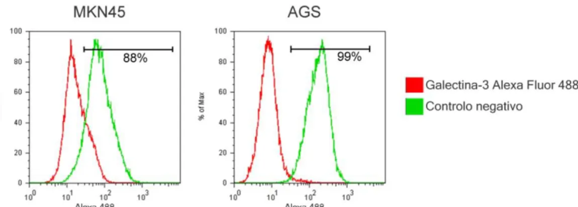 Figura  4. A linha celular AGS possui mais galectina-3 na superfície celular que MKN45