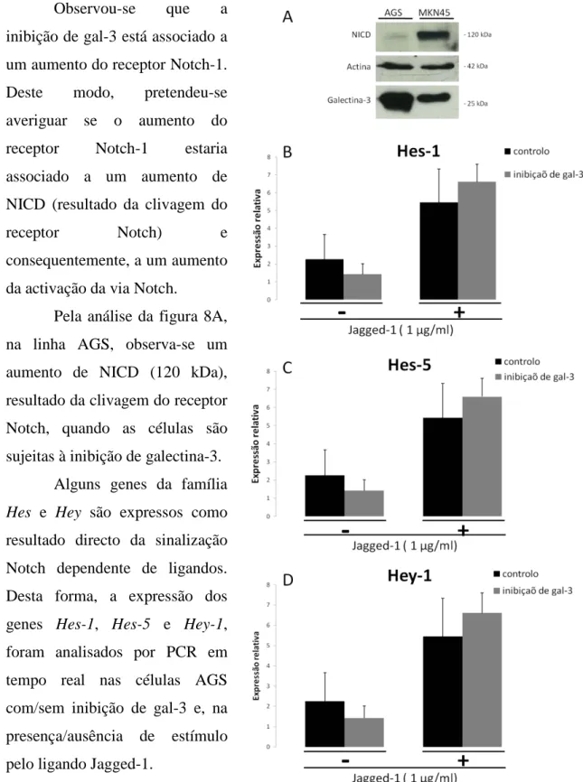 Figura 8. Inibição de galectina-3 leva ao aumento da activação da via Notch. (A), Após 48 h de inibição ou não de  galectina-3, os extractos das células AGS foram resolvidos por SDS-PAGE e transferidas para uma membrana de  nitrocelulose