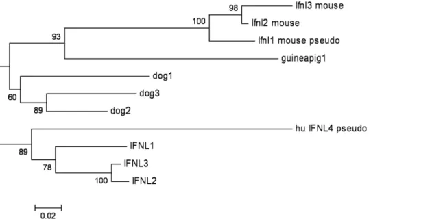 Figure 2. Phylogenetic tree using the actual or predicted DNA sequences of spliced interferon lambda genes or pseudogenes in human, mouse, dog and guinea pig