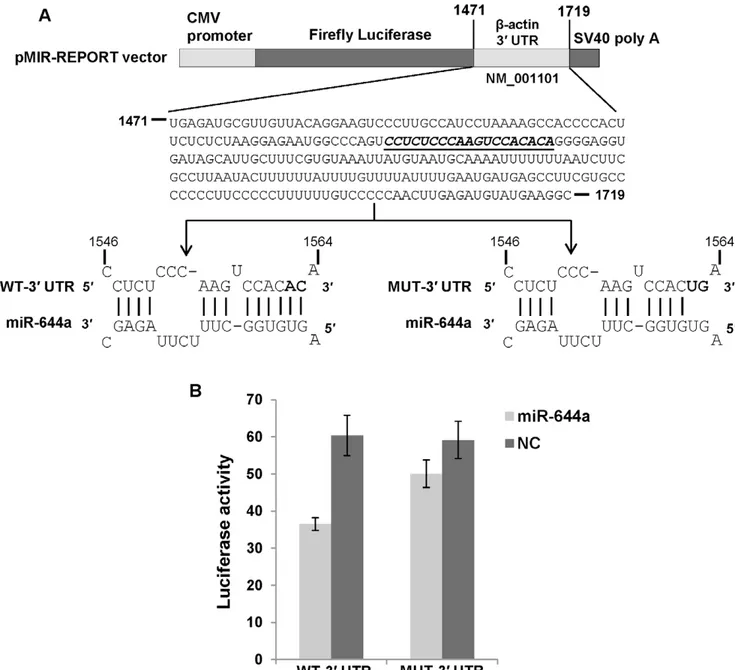 Figure 5. b-actin is a direct target of miR-644a. (A) Schematic representation of firefly luciferase reporter construct containing b-actin 39 UTR with either wild type (WT) or mutant (MUT) miR-644a target site