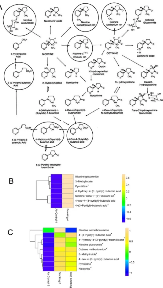 Figure 1. (A) Nicotine pathway and heat maps of CS metabolites in (B) four month and (C) six month comparisons