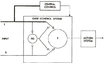 Figura 2: Representação esquemática da teoria de  Portão-Controlo: L, fibras de grande diâmetro; S, fibras de pequeno  diâmetro; SG, substância gelatinosa; T, primeiro neurónio de transmissão; + excitação; - inibição
