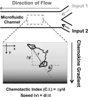 Figure 1. Illustration of cell migration experiments using microfluidic devices and data analysis methods.