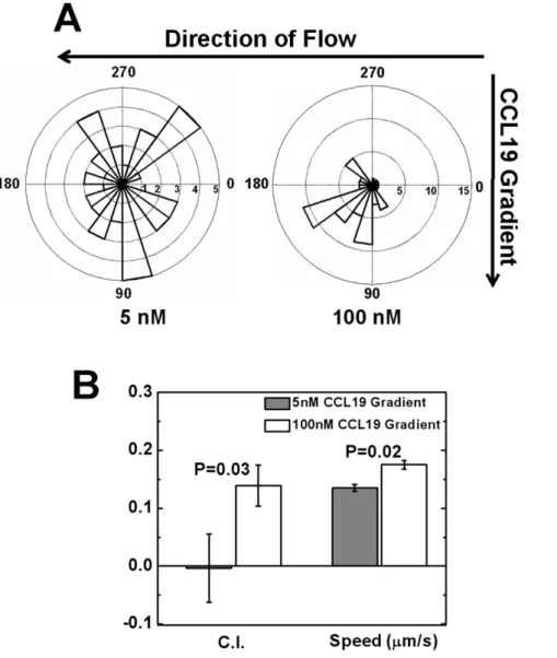 Figure 3. T cell migration in CCL19 gradients. (A) Angular histograms show T cells orient randomly in a 5 nM CCL19 gradient, but toward a 100 nM CCL19 gradient (B) Comparison of chemotactic index (C.I.) and speed of cells in a 5 nM CCL19 gradient or a 100 