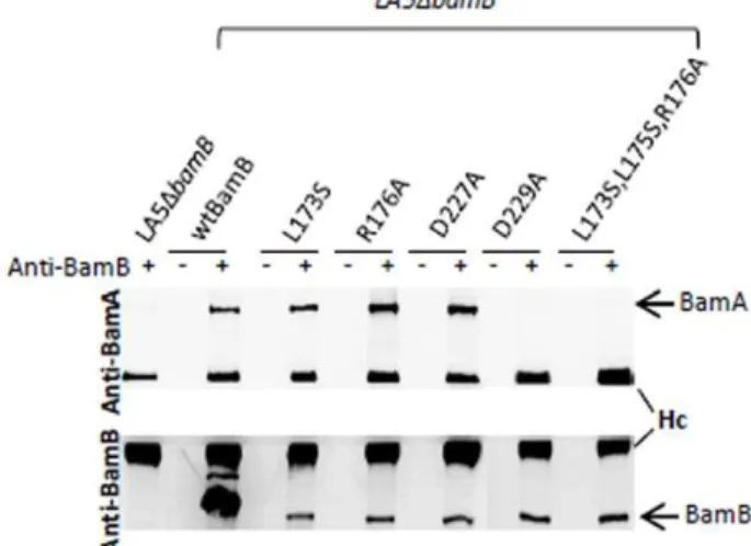 Figure 1. Effect of amino-acid substitutions in BamB proteins on the interaction of BamB with BamA