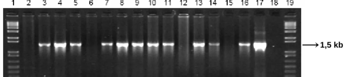 Figura 1. Rastreio por PCR, com primer específico para o gene Adc, das plantas T1 descendentes da  geração T0 heterozigótica