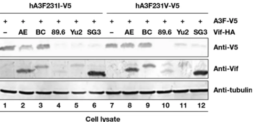 Fig 5. Influence of HIV-1 Vif on A3F variant protein expression. HEK293T cells in 12-well plate were co- co-transfected with 1 μg of Vif expression vector or a control vector, plus 0.3 μg of A3F-231I-V5 expression vector encoding a V5-tagged A3F231I protei