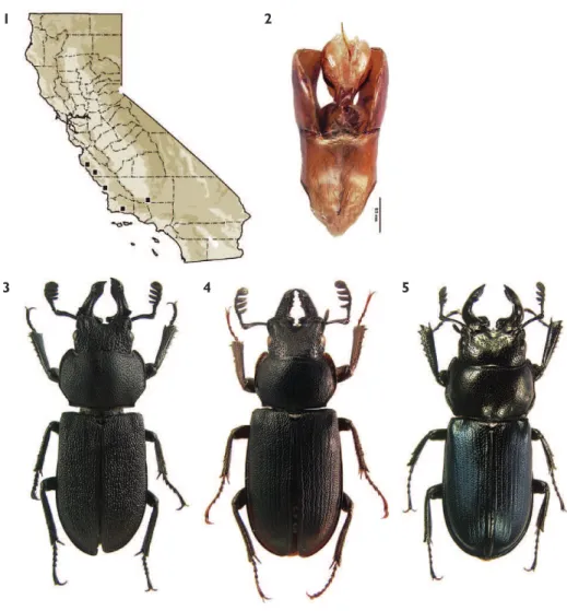 Figure 1. Known distribution of Platycerus cribripennis in California. 