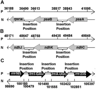 Figure 6. Effects of modification at the CPGDMM1 motif on the abundance of ncRNA. Box plot showing the differences in the expression of two groups of ncRNA transcripts (x axis), which are defined based on whether or not their upstream CPGDMM1 motifs are si