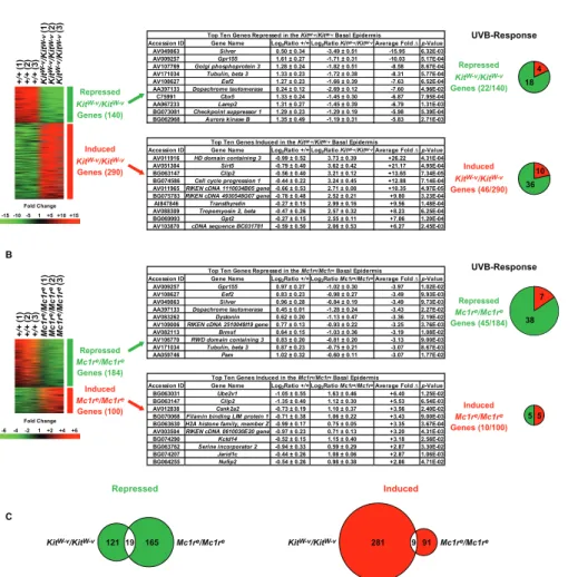 Figure 4. Proportion of Kit- and Mc1r-Dependent Genes Present in the General UVB Transcriptional Response in the Basal Epidermis of P2.5 Mice The ordered columns represent replicate samples derived from (A) Kit W-v /Kit W-v and (B) Mc1r e /Mc1r e mice comp
