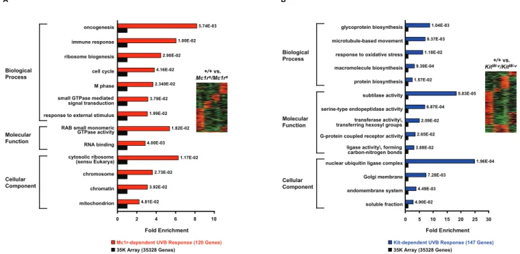 Table 1. Mc1r-Dependent UVB-Responsive Genes Previously Reported to Regulate the Cell Cycle