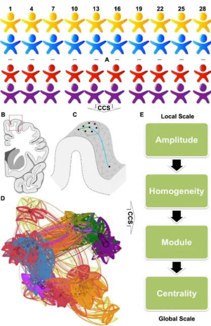 Fig 1. The overall analytic strategy implemented in the Connectome Computation System (CCS)