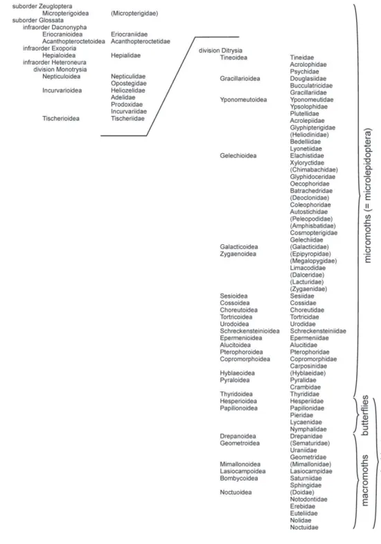 Figure 1. Higher classii cation of the North American Lepidoptera, after Kristensen (1999) and Lafon- Lafon-taine and Schmidt (in press)