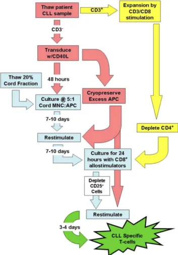 Figure 7. Flow chart schematic indicating the process of separating GVH from GVL during the generation of  CLL-specific UCB T-cells.