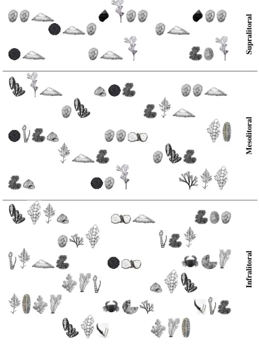 Figura 1.9 Perfil de zonação e associações fito e zoossociológicas dominates dos povoamentos da Praia do Cavalinho, com  legenda de ilustracções na Tabela 1.3