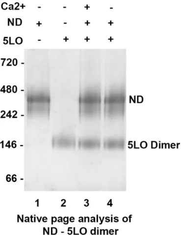 Fig 5. The dimeric 5LO does not bind to nanodiscs or separate into monomeric 5LO. Native PAGE analysis of purified ND (Lane 1) and purified dimer 5LO (Lane 2)