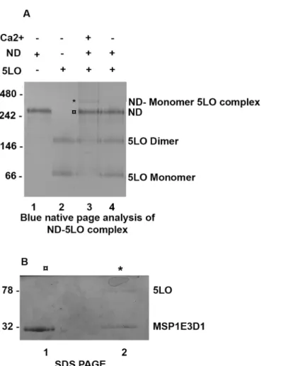 Fig 1. 5LO can bind to nanodiscs in the presence of Ca 2+ . (A) Blue native PAGE (4–16% Bis Tris gel) analysis of ND-5LO complexes formed after incubations of ND and 5LO with and without 1 mM Ca 2+ present.