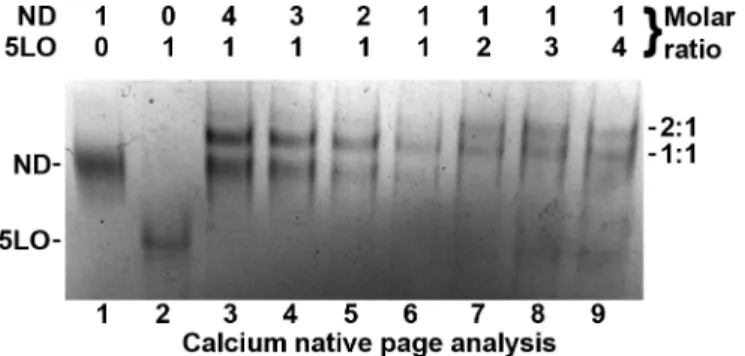 Fig 3. Maximum of two 5LO can bind to one ND. Calcium native PAGE analysis of ND and 5LO