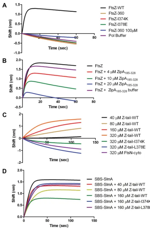 Figure 6. Further analysis of FtsZ-SlmA binding using biolayer interferometry. A) Single amino acid substitutions in the FtsZ tail abolish FtsZ-SlmA binding