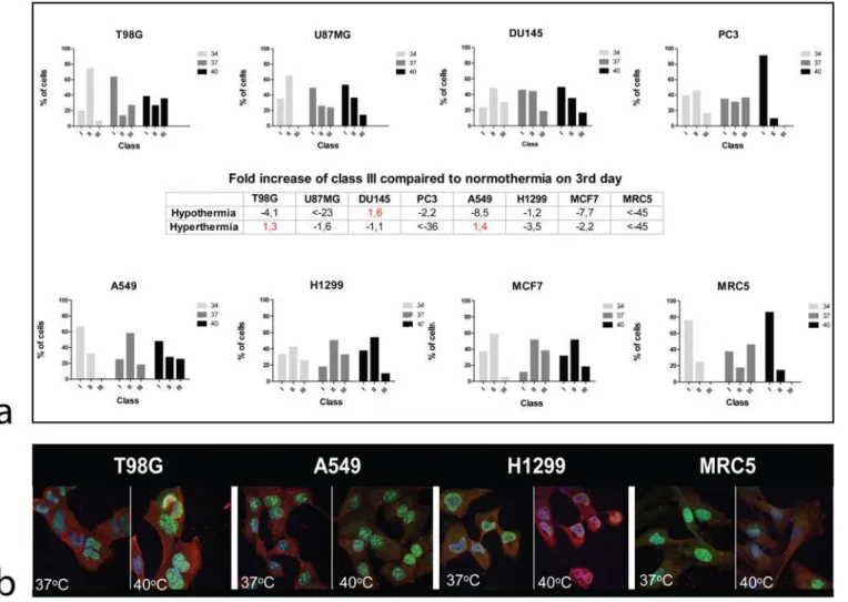 Figure 2. Confocal immunofluorescent microscopy images and automated quantification of ki67 proliferation marker in various cell lines