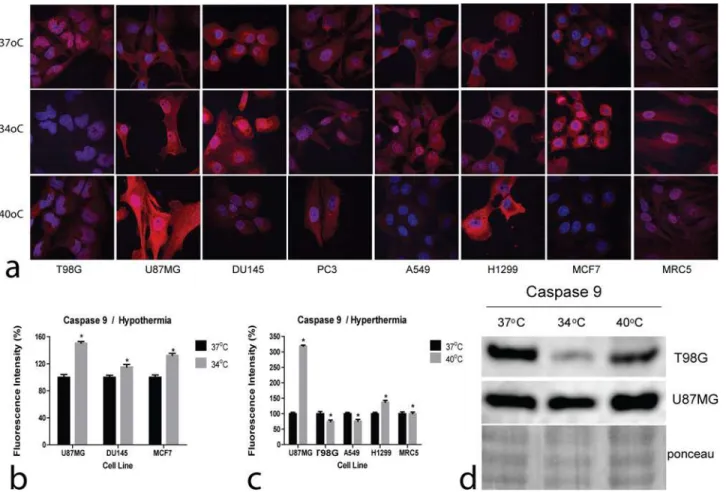 Figure 3. Confocal immunofluorescent microscopy and western blot images of Caspase9. 3a: Representative confocal microcopy images showing cytoplasmic Caspase 9 expression changing intensity after exposure to hypothermia (34°C) or hyperthermia (40°C) compar