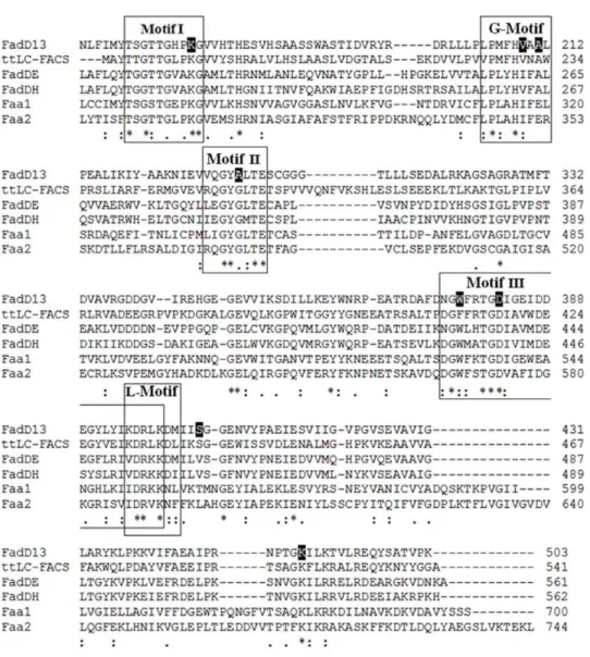 Figure 5. Comparison of FadD13 with the proteins of Fatty Acyl-CoA Synthetase family. The multiple sequence alignment was generated by using the ClustalW software