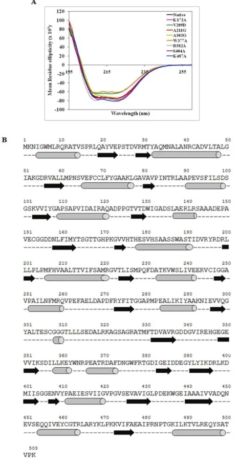 Figure 7. Role of targeted residues in the secondary structure of FadD13. A. Far-UV Circular Dichroism spectra of native FadD13 (NP) and its mutants