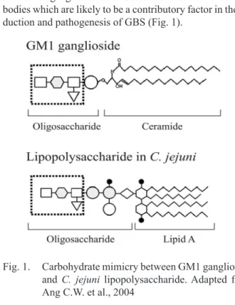 Fig. 1.  Carbohydrate mimicry between GM1 ganglioside  and  C.  jejuni  lipopolysaccharide