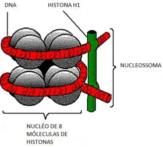 Figura 1: Modelo de estrutura do nucleossomo. O DNA em dupla hélice enrola-se em torno do octâmero  formado  por  duas  moléculas  de  cada  uma  das  histonas  H2A,  H2B,  H3  e  H4,  constituindo  o  centro  do  nucleossomo