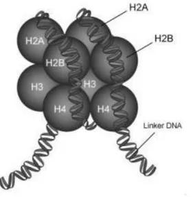 Figura 1: Ilustração do nucleossomo com as 8 proteínas histônicas (um par de cada um dos subtipos  H2A,  H2B,  H3  e  H4)  envolvidas  pela  dupla fita  de  DNA,  que  circunda  o  núcleo  de  histonas  por  1,6  voltas  em  um  comprimento  de  146  pares