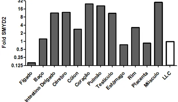 Figura  3:  Expressão  gênica  de  SMYD2  por  PCR  em  tempo  real  em  tecidos  saudáveis  (barras  em  cinza) e em pool de amostras de LLC (barra branca)