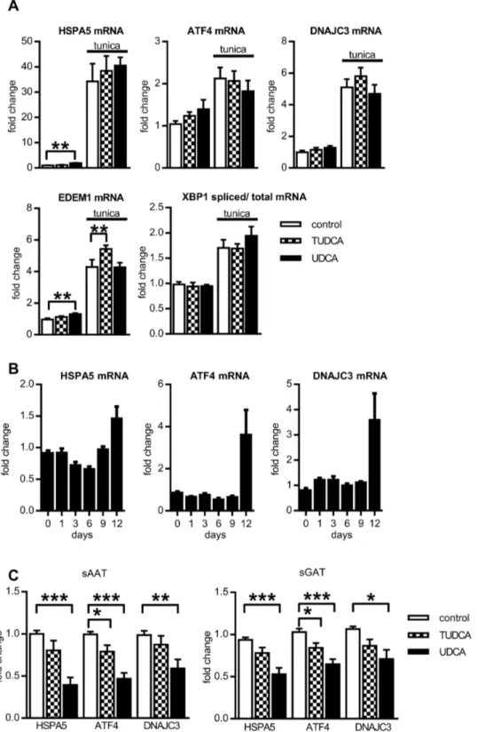 Figure 2.  Effect of BAs on ERS markers.  (A). Cells were differentiated for 1β days, and after β hr pretreatment with BAs they were exposed to 1µg/ml tunicamycin for β4 hrs