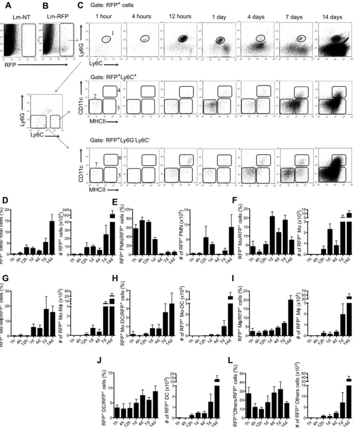 Figure 2. Kinetics of inflammatory cell subsets infected by L. major . (A–B) SSC/RFP dot plots of ear-derived cells 1 hr post-infection with 26 10 5 L