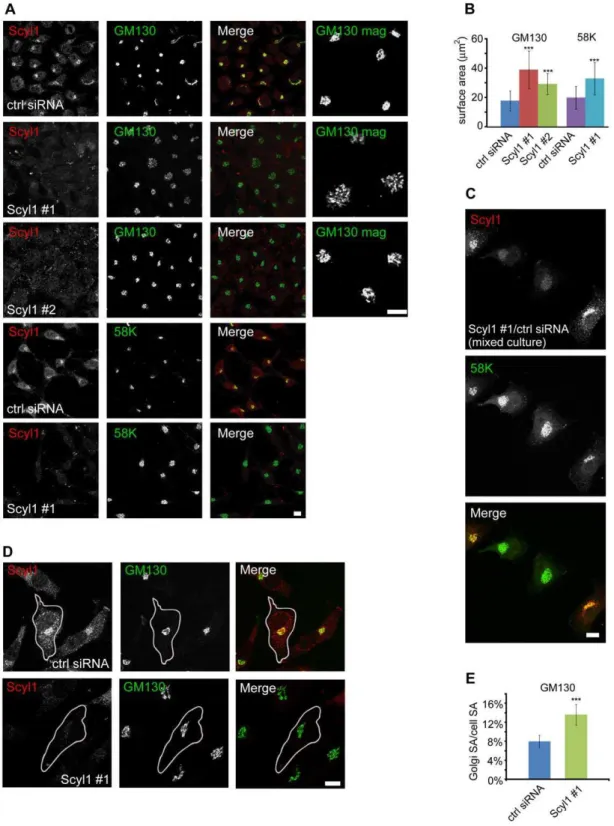 Figure 1. Expansion of the Golgi following Scyl1 knock down. A, HeLa cells were transfected with control (ctrl) siRNA or one of two previously characterized siRNAs (Scyl1 #1 and #2) specific for Scyl1 [16]