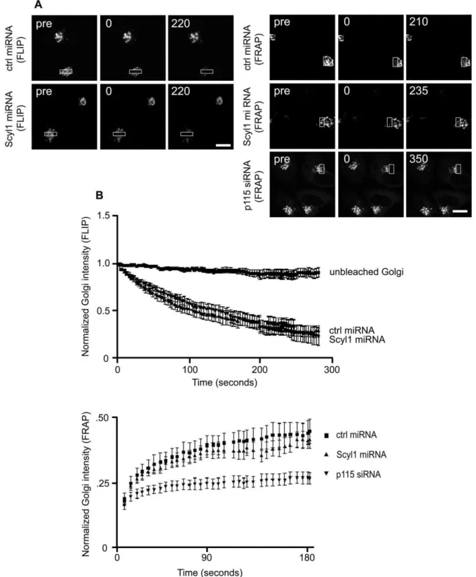 Figure 3. The expanded Golgi remains intact. A, HeLa cells transfected with control (ctrl) or Scyl1 miRNA and MannII-GFP were subjected to FRAP and FLIP analysis as described in the Materials and Methods