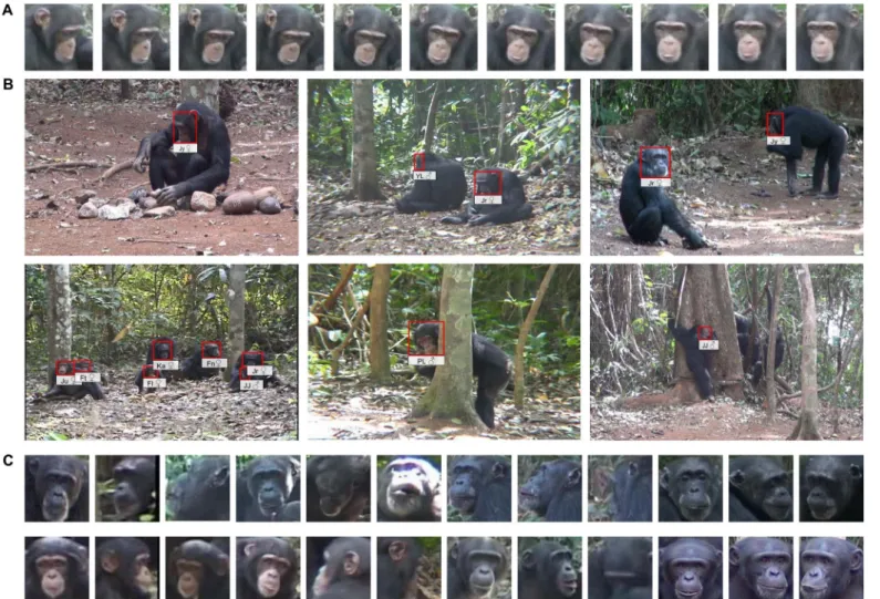 Fig. 2. Face recognition results demonstrating the CNN model ’ s robustness to variations in pose, lighting, scale, and age over time