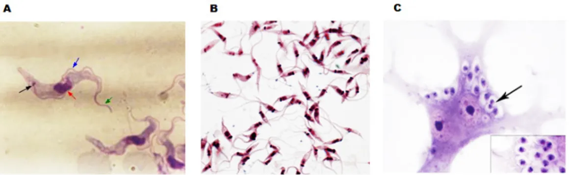Figura 1: Formas diferenciadas do Trypanosoma  cruzi. (A) Formas tripomastigotas de  Trypanosoma  cruzi