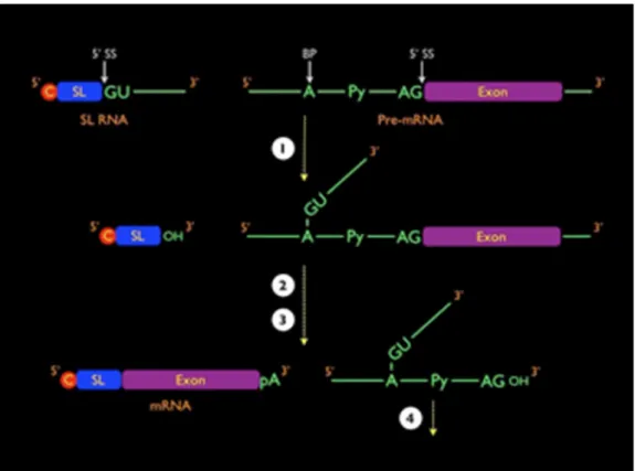 Figura 5.  Representação esquemática do processo de trans-splicing e poliadenilação do pré-mRNA  em T