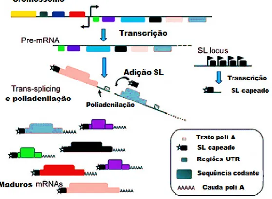Figura  6.  Transcrição  e  processamento  de  mRNAs  em  tripanossomatídeos.  Clusters  de  genes  presentes  no  genoma  são  transcritos  como  pré-mRNAs  policistrônicos  e  são  processados  por   trans-splicing  e  poliadenilação