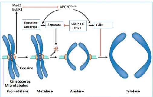 Figura 8. Regulação da anáfase e saída da mitose pela APC/CCdc20. Durante a prometáfase proteínas  checkpoint da  montagem  do  fuso,  como  Mad2  e  BubR1  são  ativados  no  cinetócoros  que  não  estão  (ou  não totalmente) unidos com os microtúbulos (i