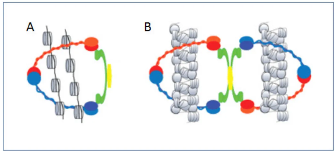 Figura  9.  Modelos  de  atuação  do  complexo  Coesina  para  a  manutenção  das  cromátides  irmãs  juntas