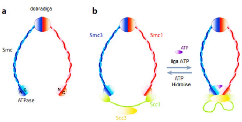 Figura 10: Estrutura do dímero Smc e complexo Coesina. (a) um monômero Smc possui um domínio  em dobradiça em uma extremidade e em outra extremidade um domínio ATPase, ligados por um motivo  conhecido como coiled-coil